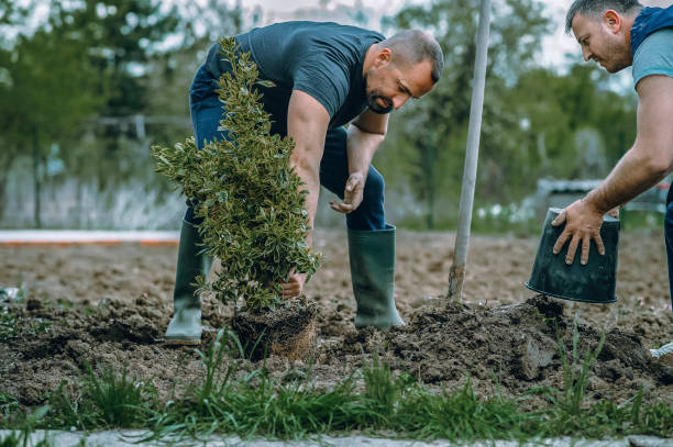 Professional Tree Services in Heartland, TX