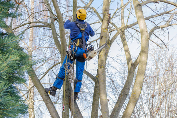 How Our Tree Care Process Works  in  Heartland, TX