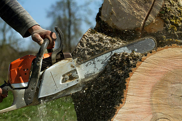 Best Fruit Tree Pruning  in Heartland, TX